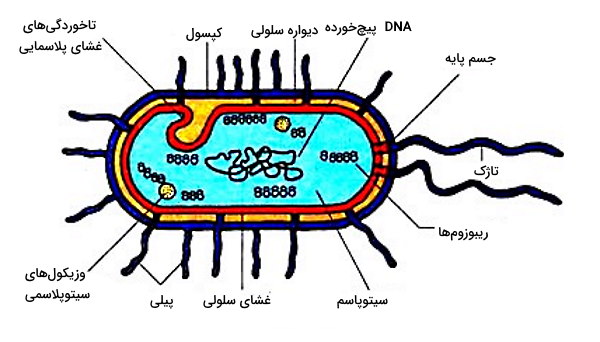 ساختار باکتری 
